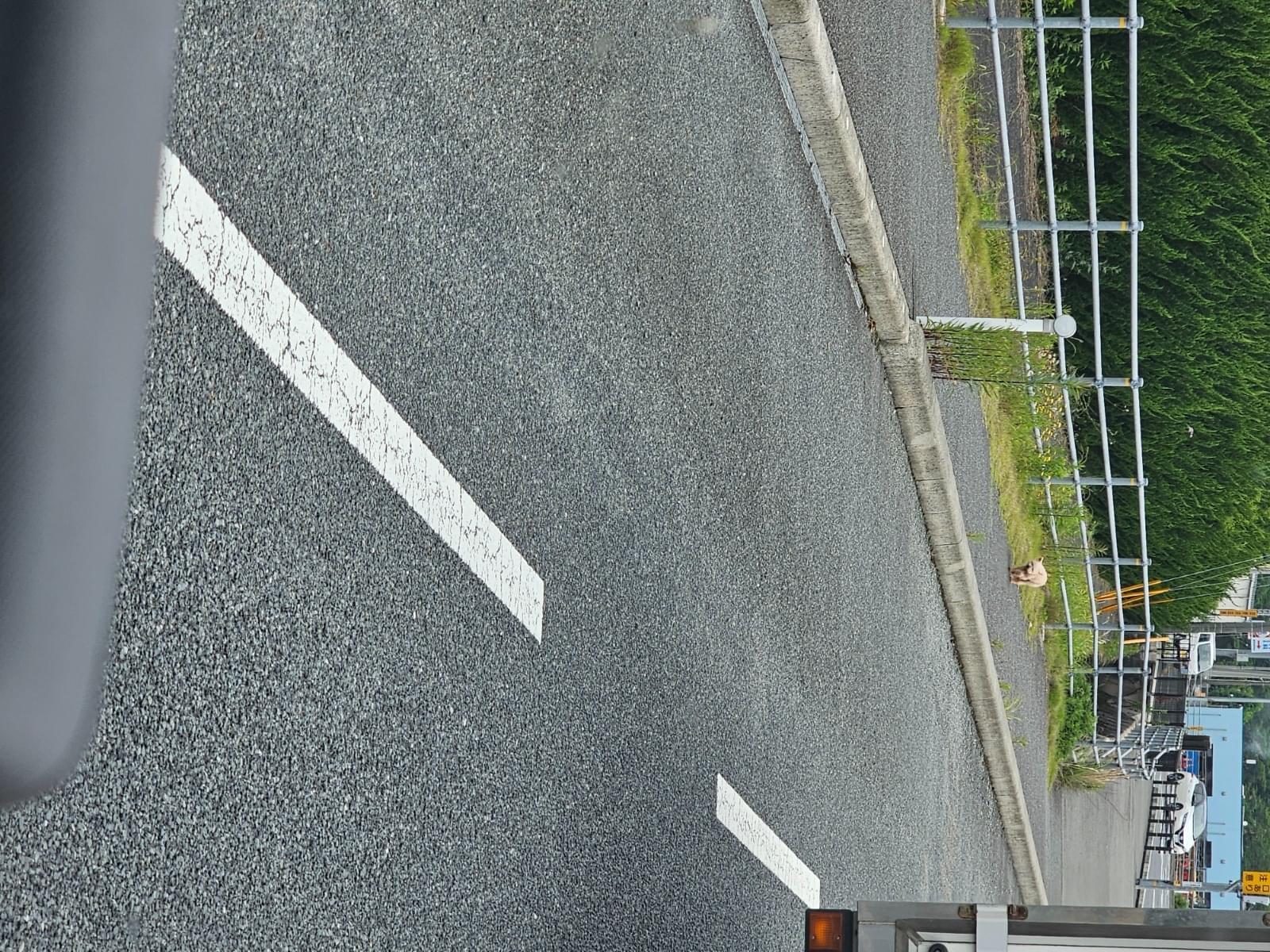 目撃された犬 目撃された犬