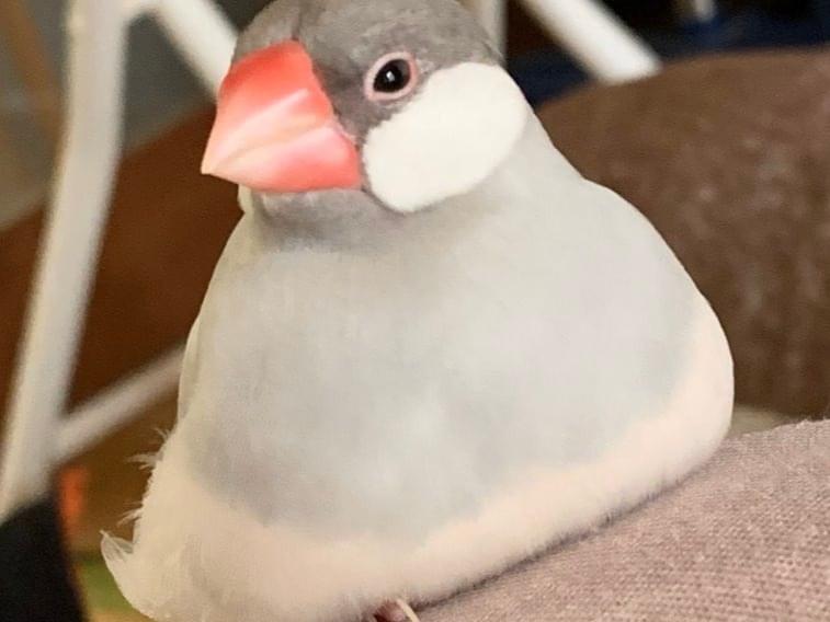 鋼ちゃん 鋼ちゃん