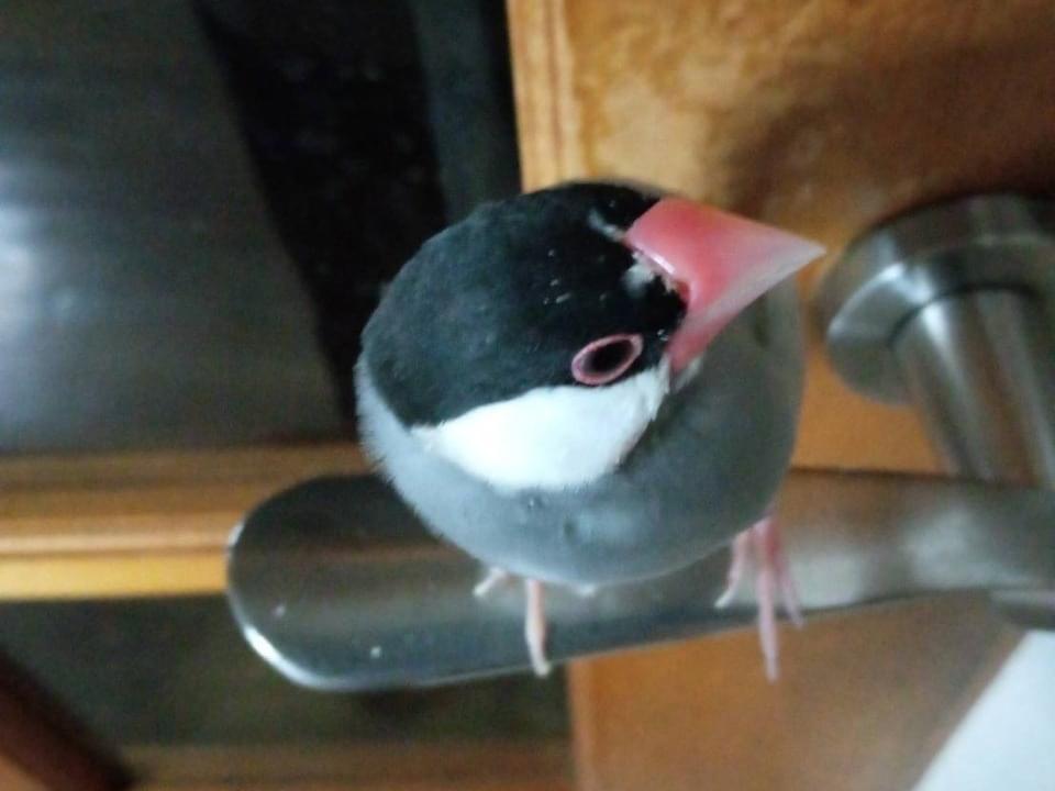 さくらちゃん さくらちゃん