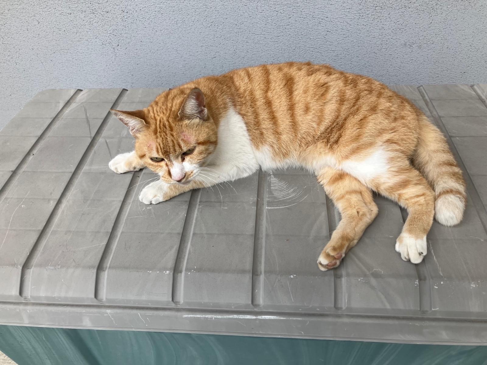 目撃された猫