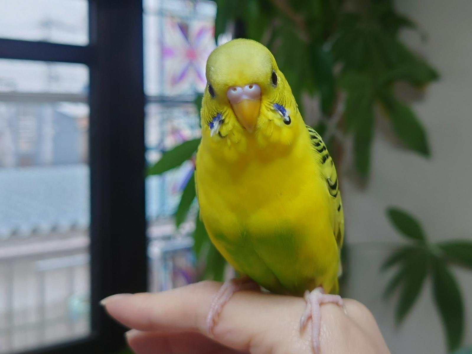 ピコちゃん ピコちゃん