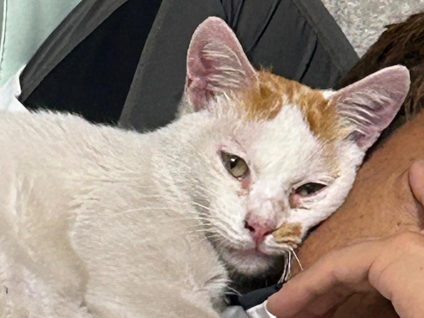 保護された猫 保護された猫