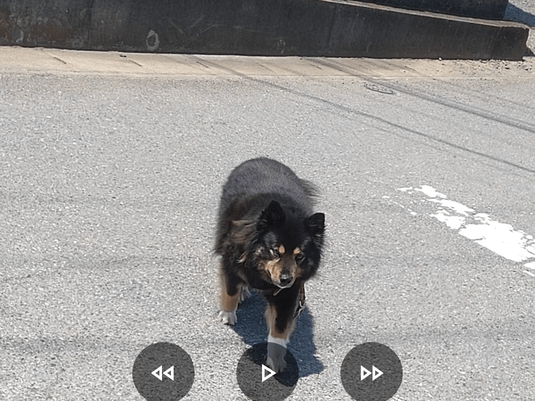 目撃された犬