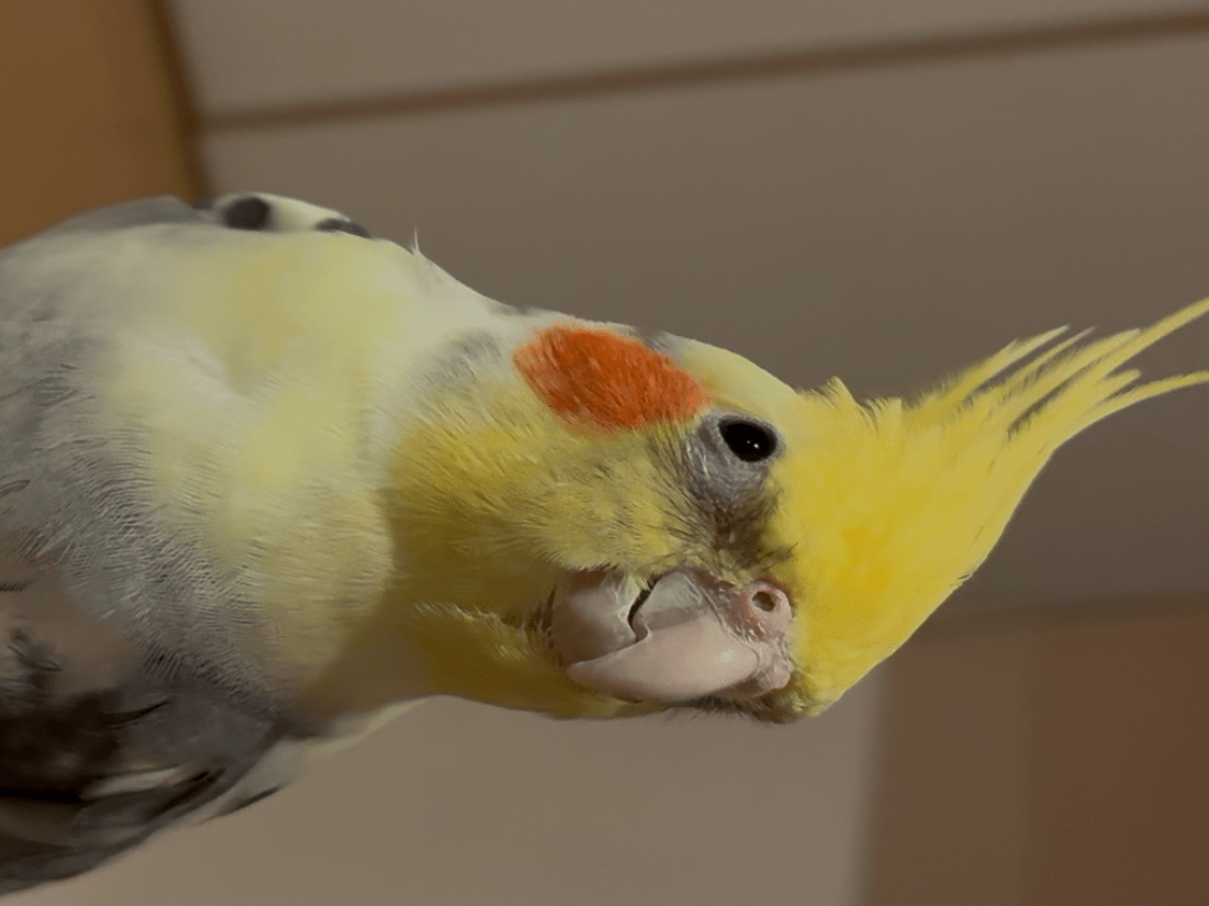 シナちゃん