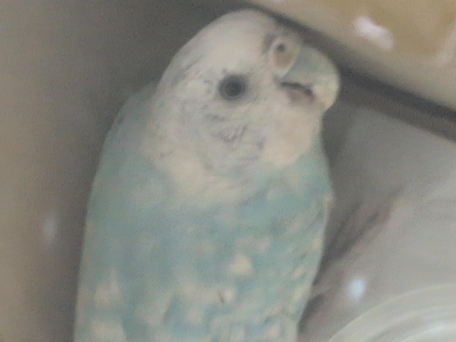 保護された鳥
