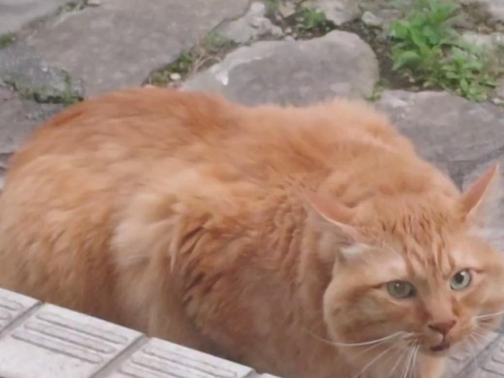 目撃された猫