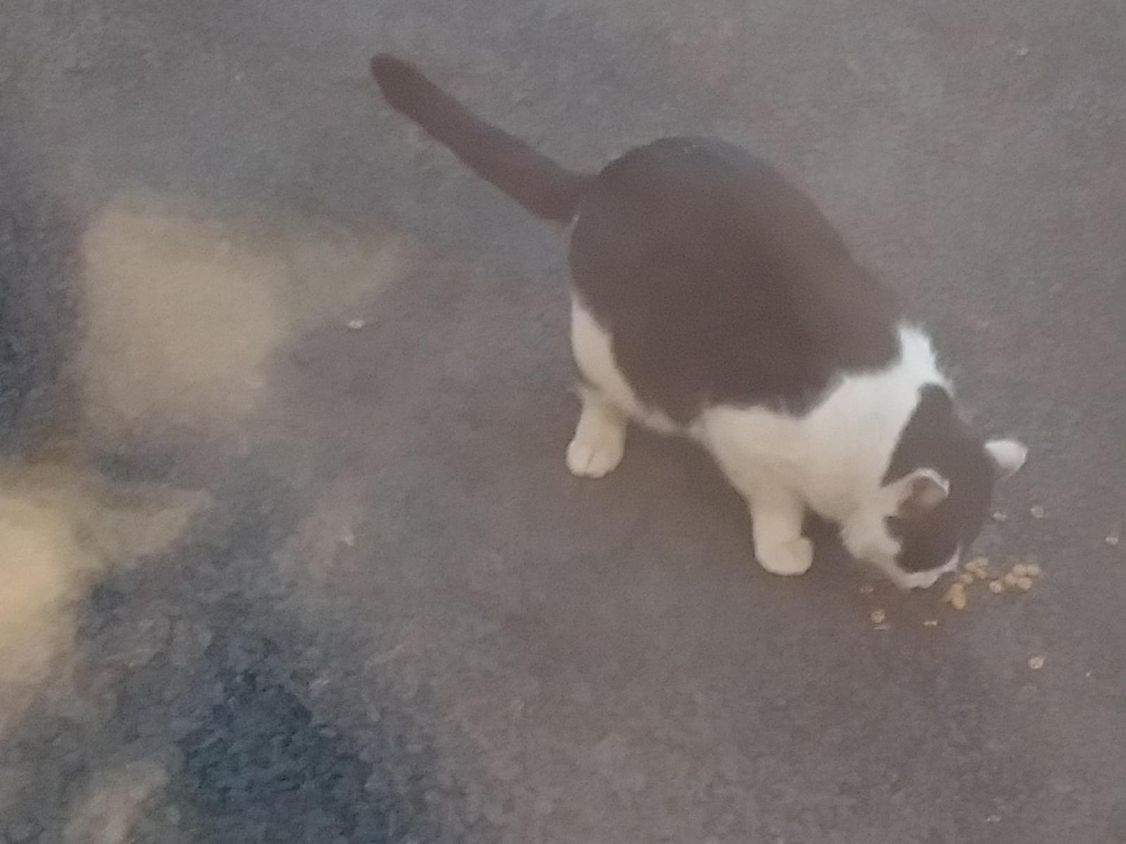 目撃された猫 目撃された猫