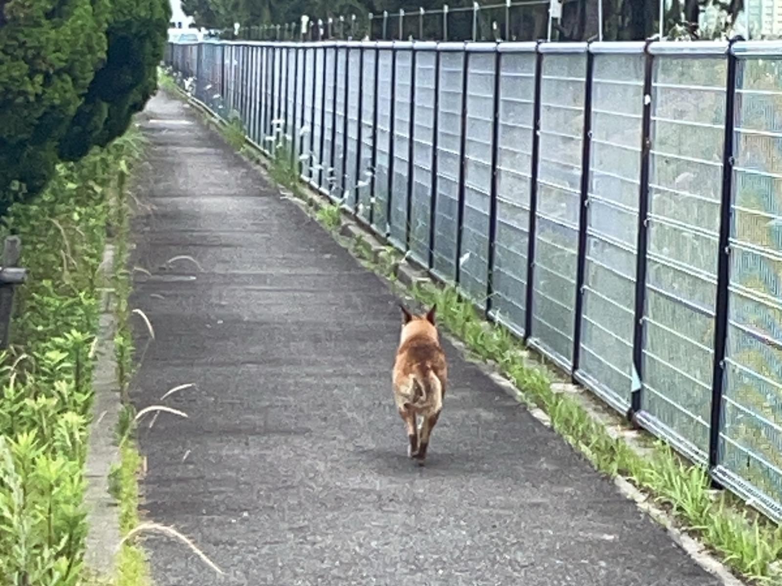 目撃された犬 目撃された犬