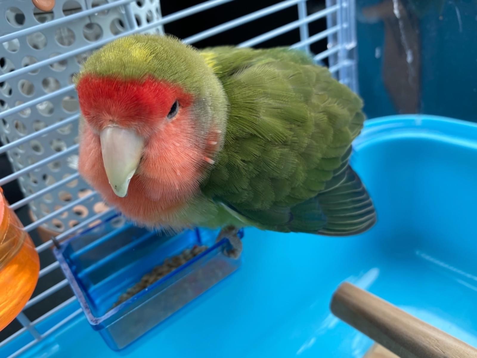 保護された鳥 保護された鳥