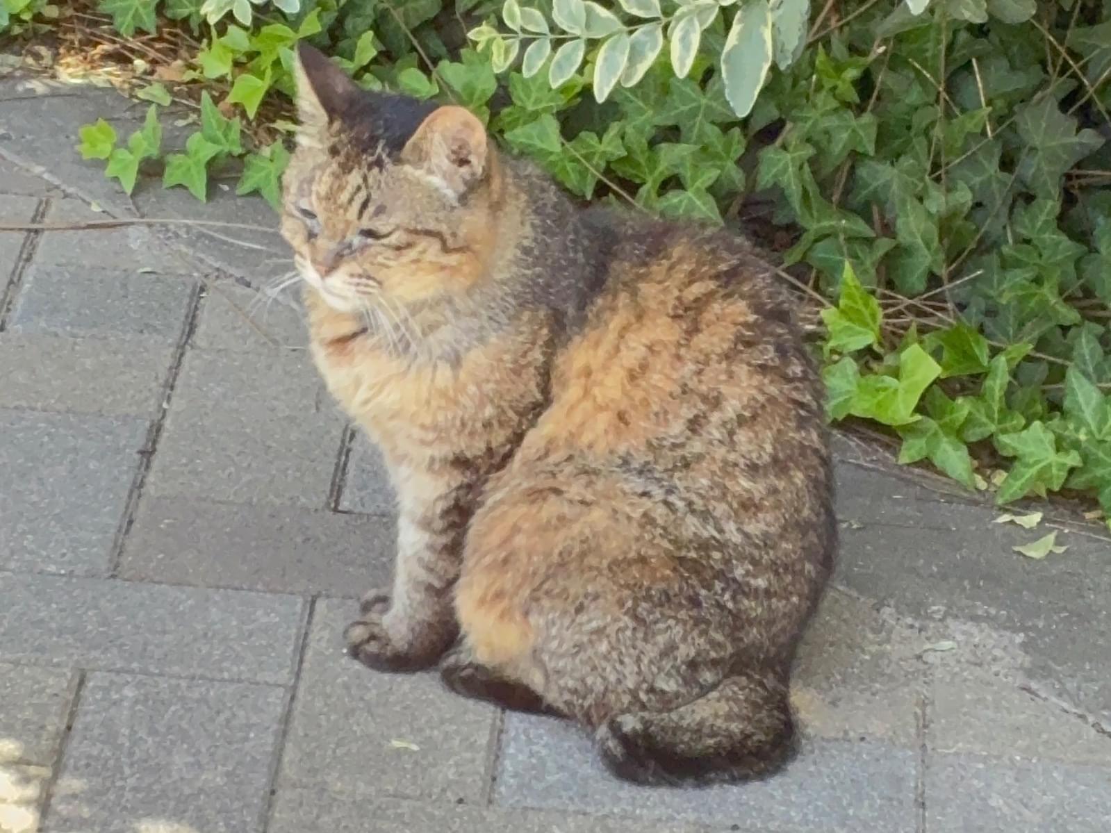 目撃された猫 目撃された猫