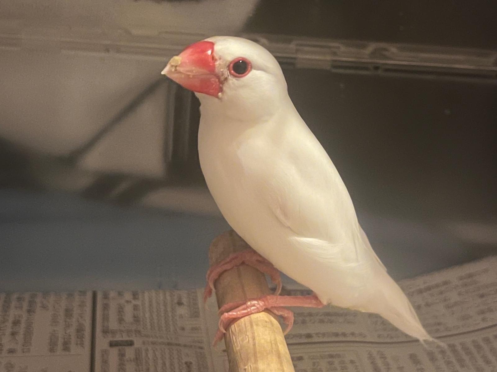 保護された鳥 保護された鳥