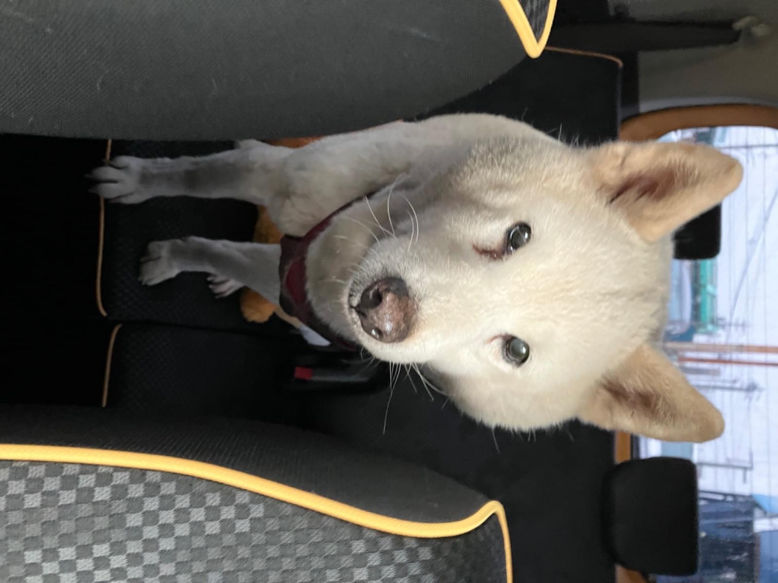 保護された犬 保護された犬
