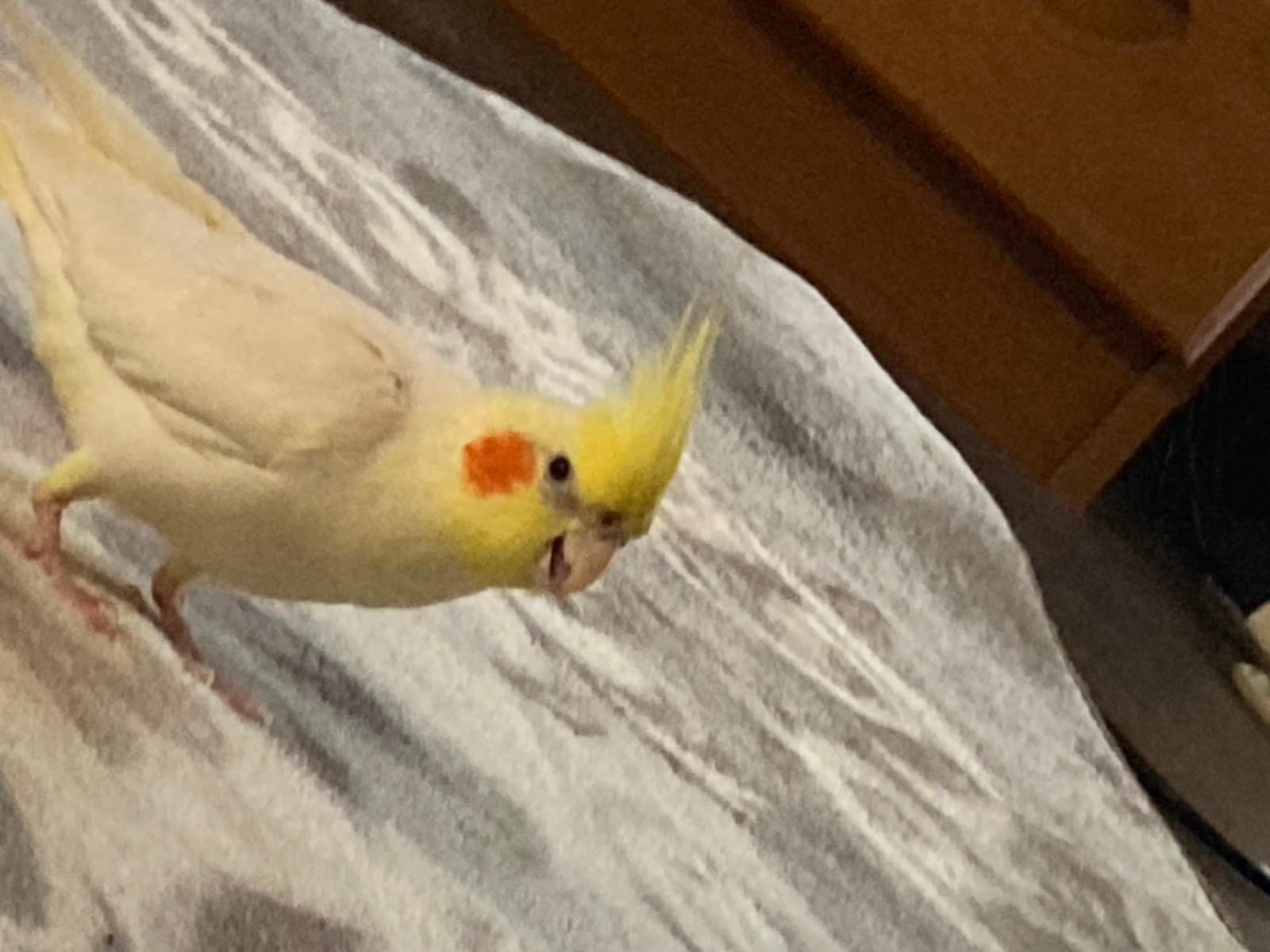 フクちゃん フクちゃん