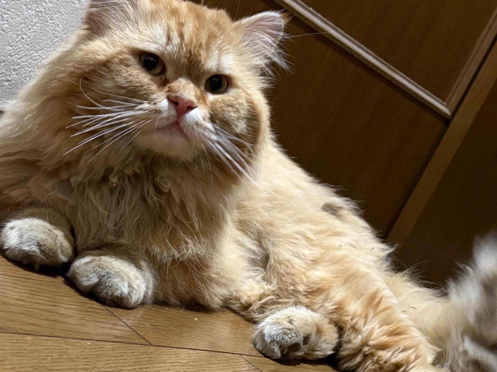 目撃された猫 目撃された猫
