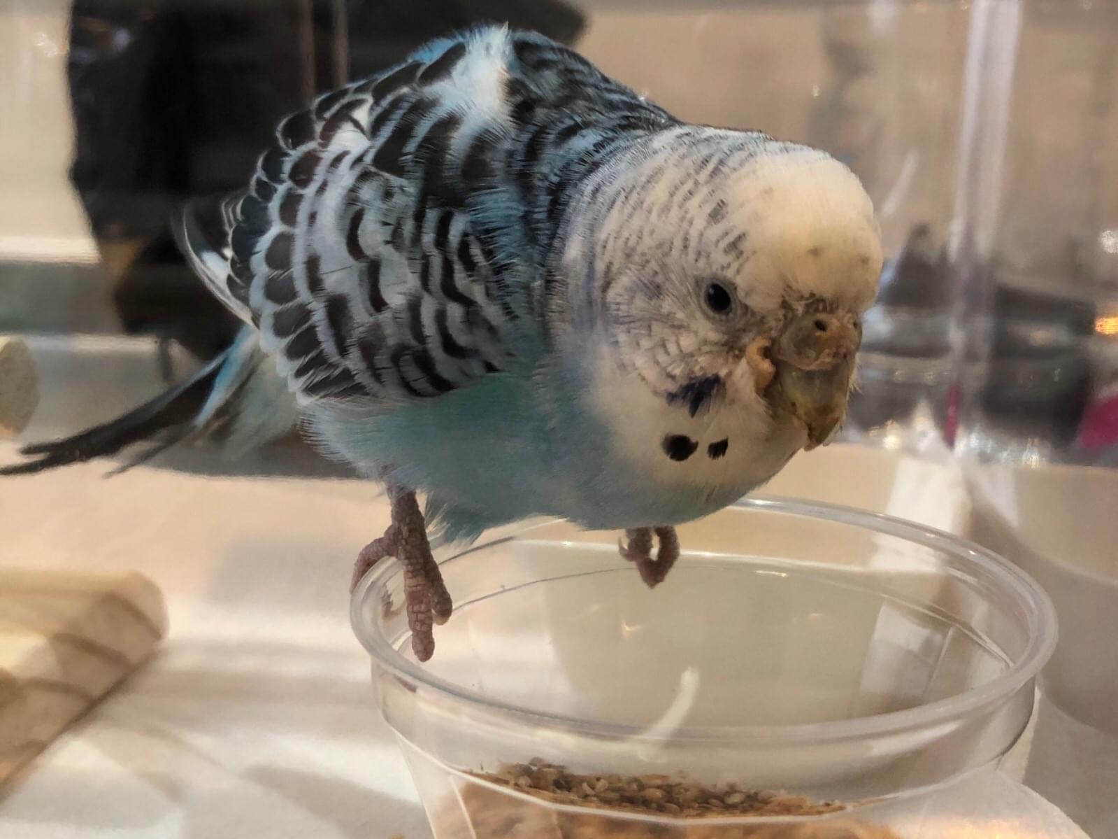 保護された鳥 保護された鳥