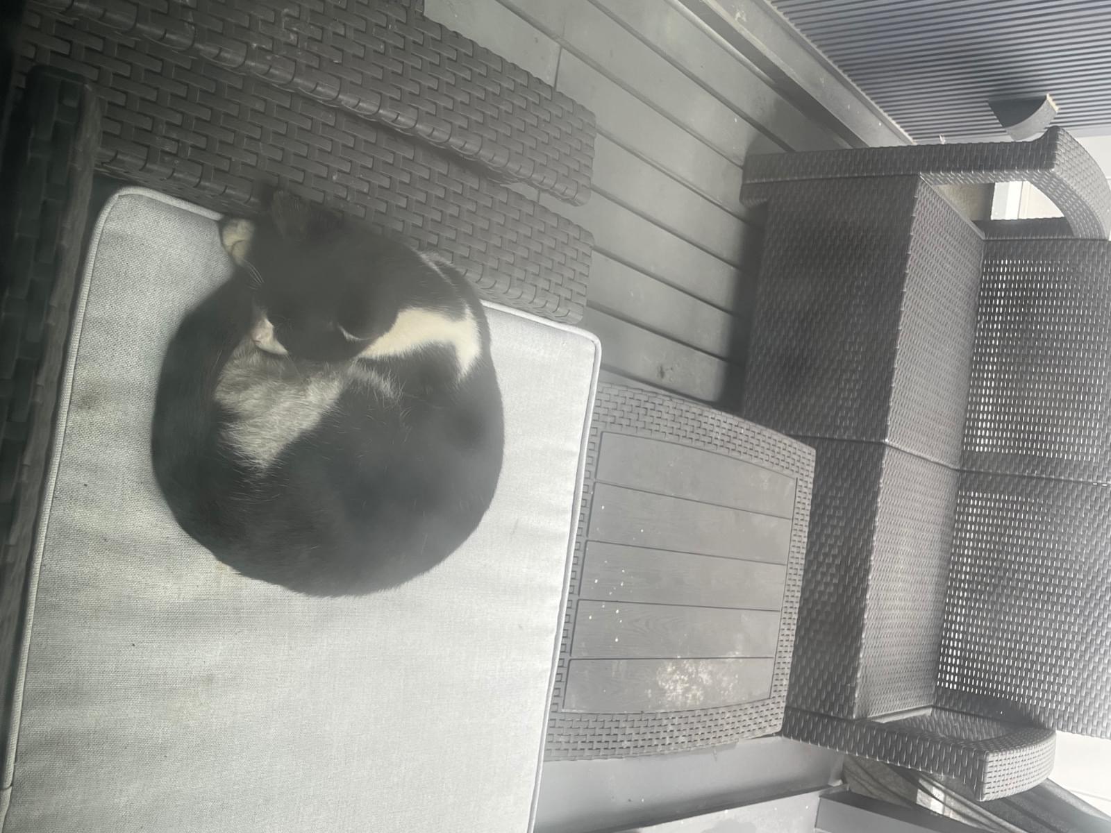 目撃された猫 目撃された猫