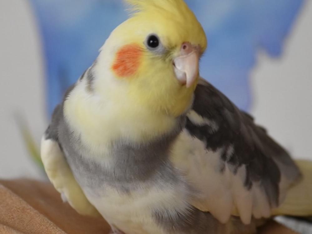 ジャスミンちゃん ジャスミンちゃん