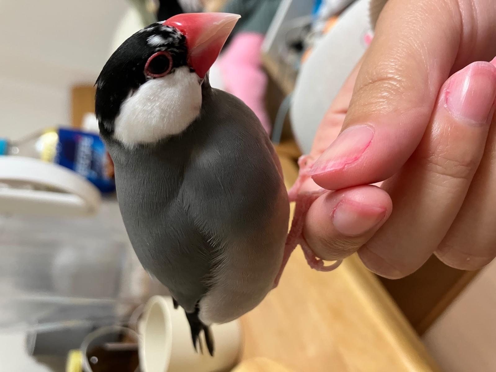こかげちゃん