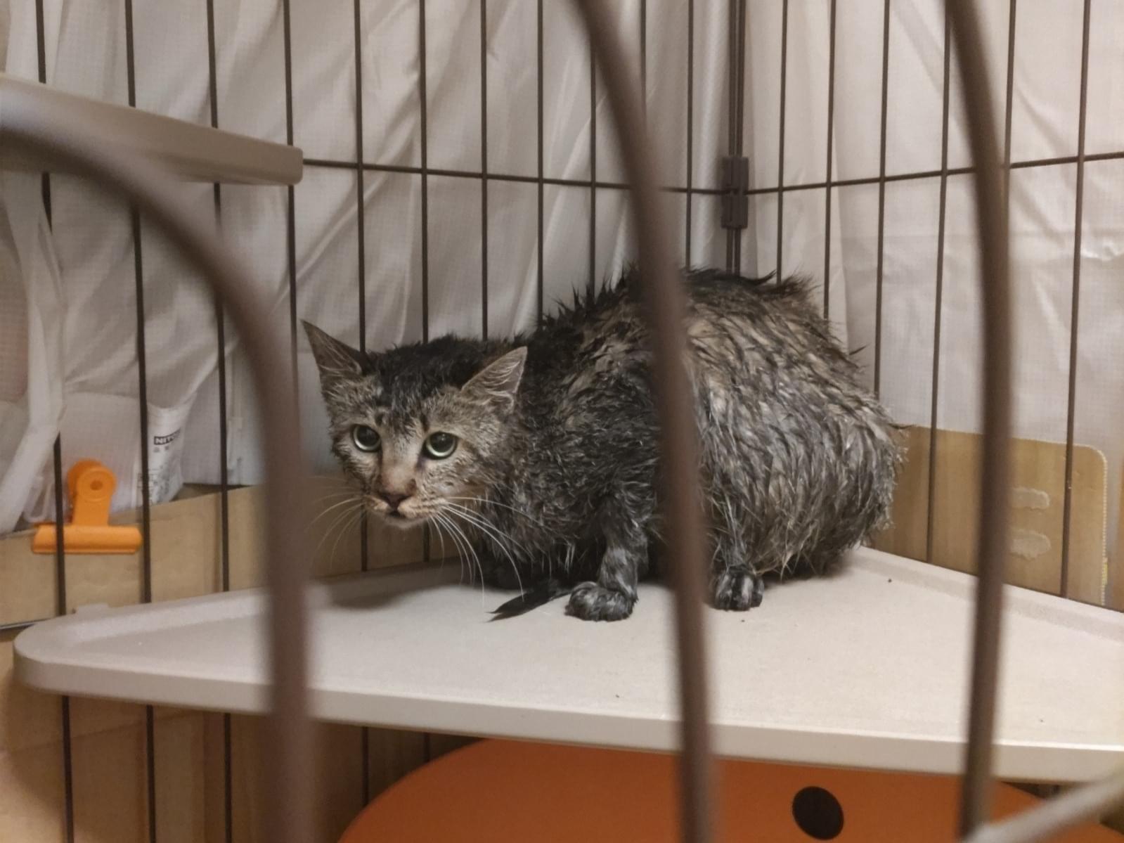 保護された猫 保護された猫