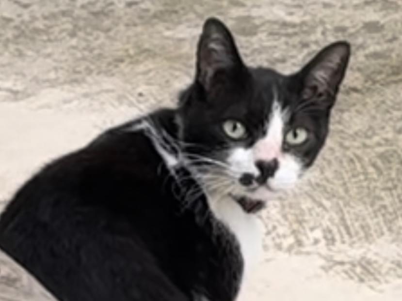 目撃された猫 目撃された猫