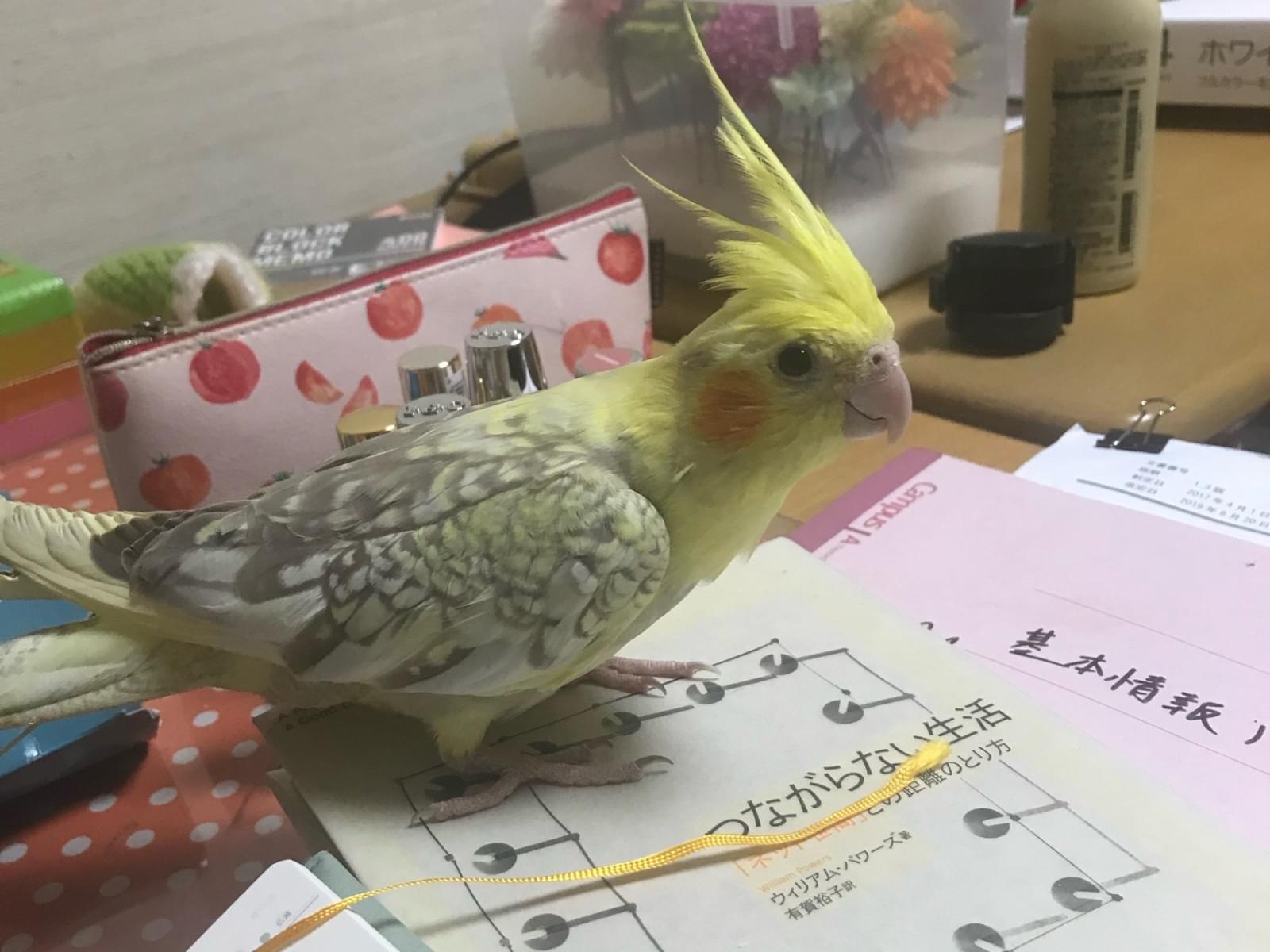 めぐみちゃん めぐみちゃん