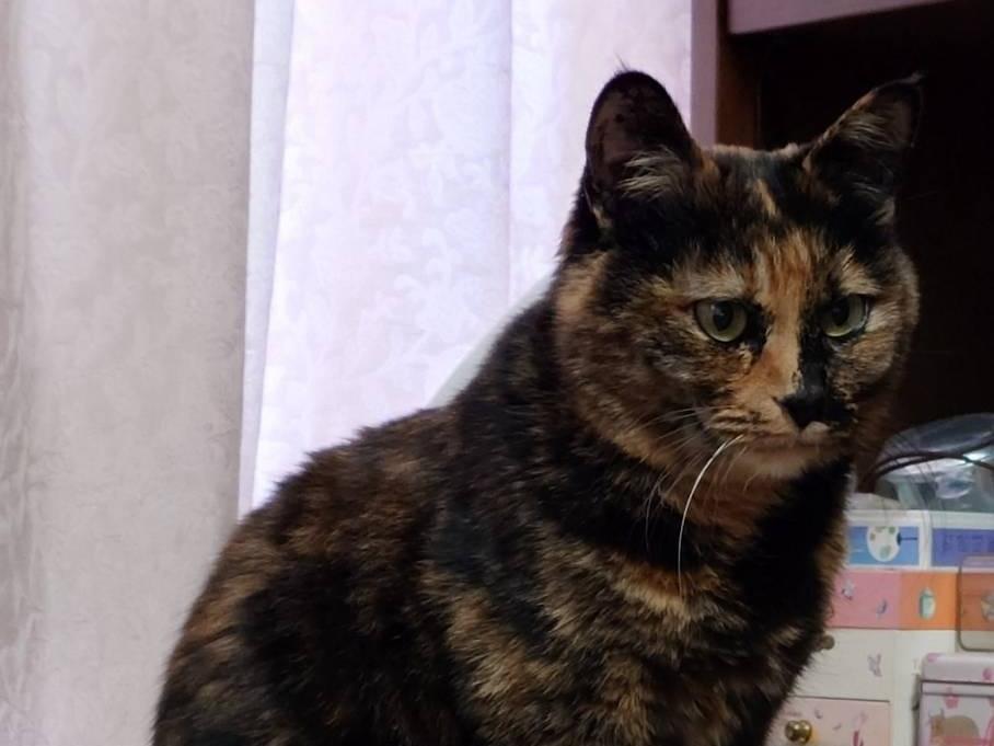 ハイちゃん ハイちゃん