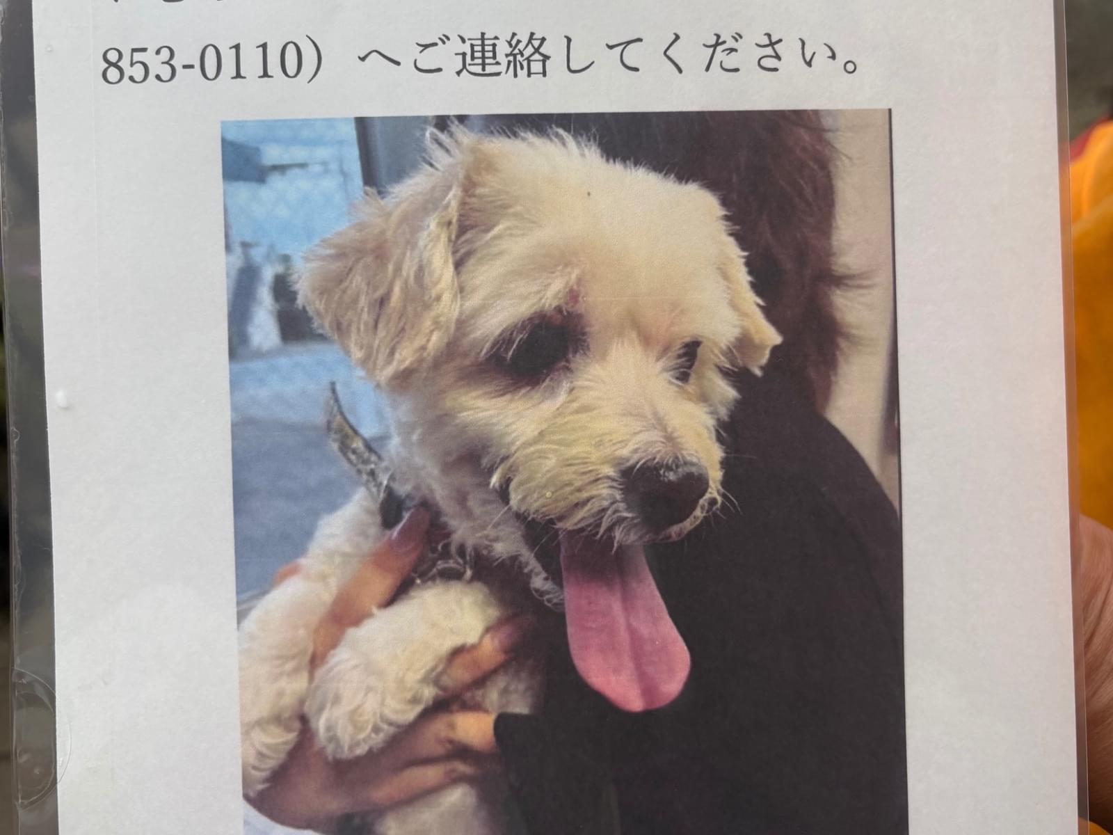 保護された犬 保護された犬