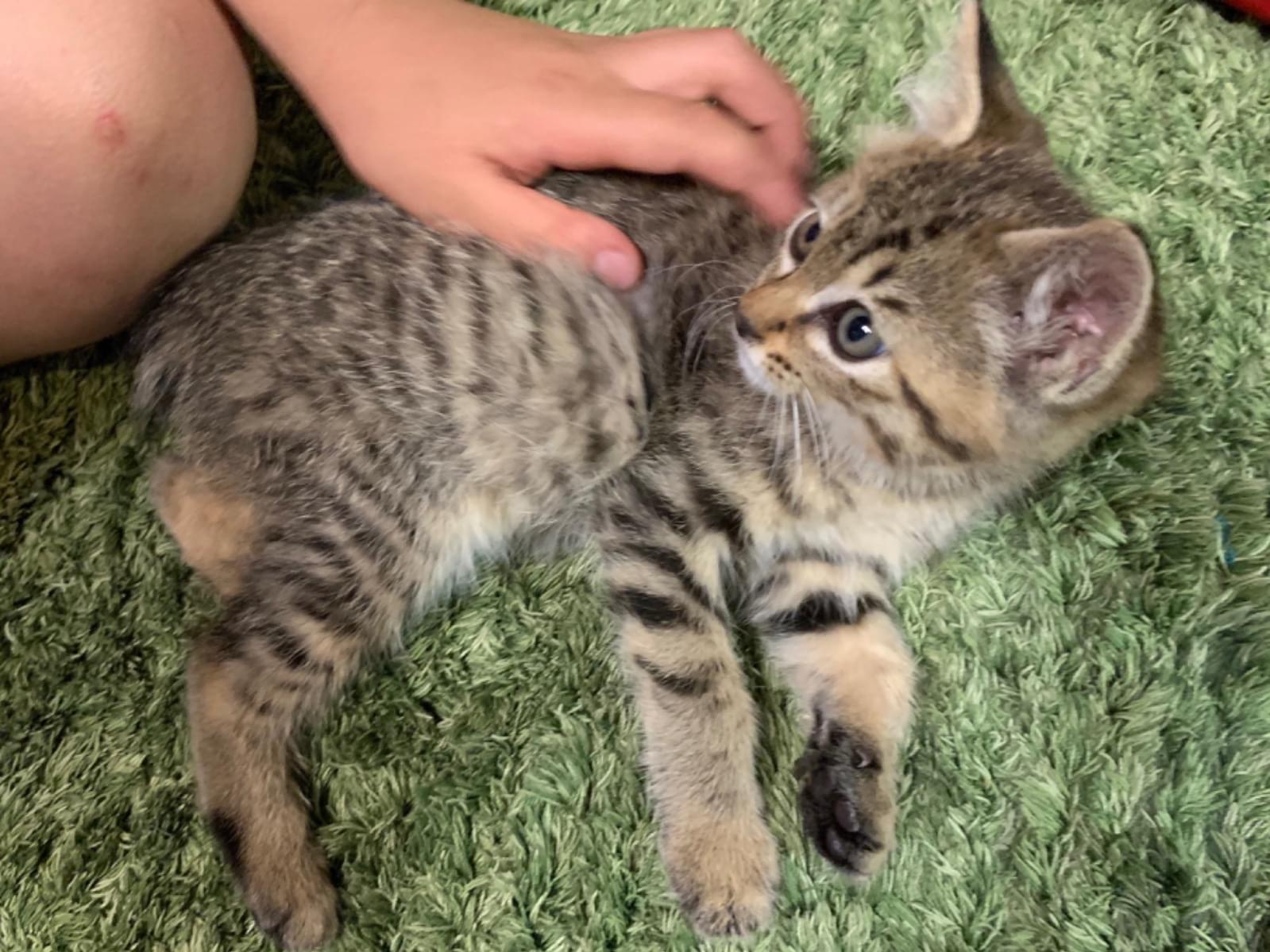 保護された猫 保護された猫