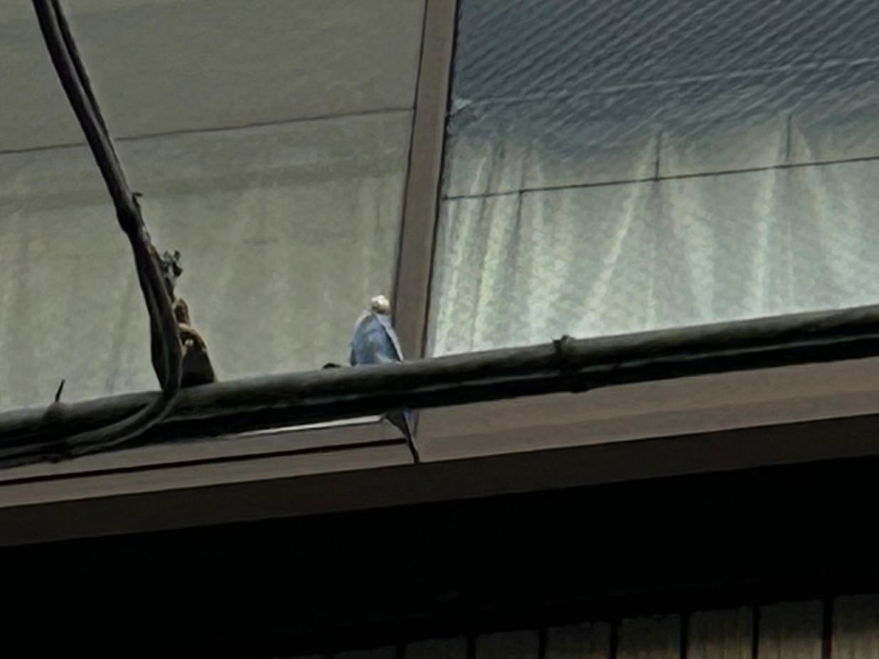 目撃された鳥 目撃された鳥