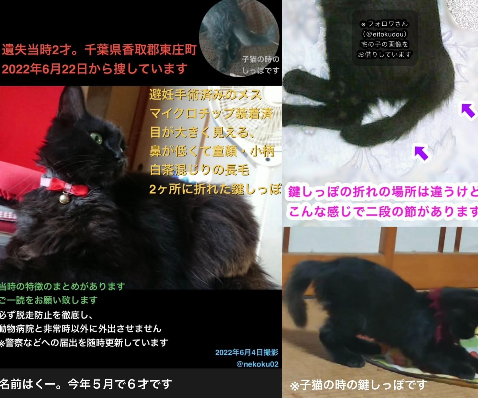 黒猫kun出品 うちの黒猫 | カプセルコレクション | 株式会社ターリン