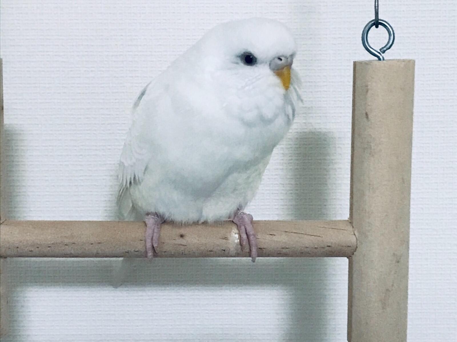 キヨちゃん キヨちゃん