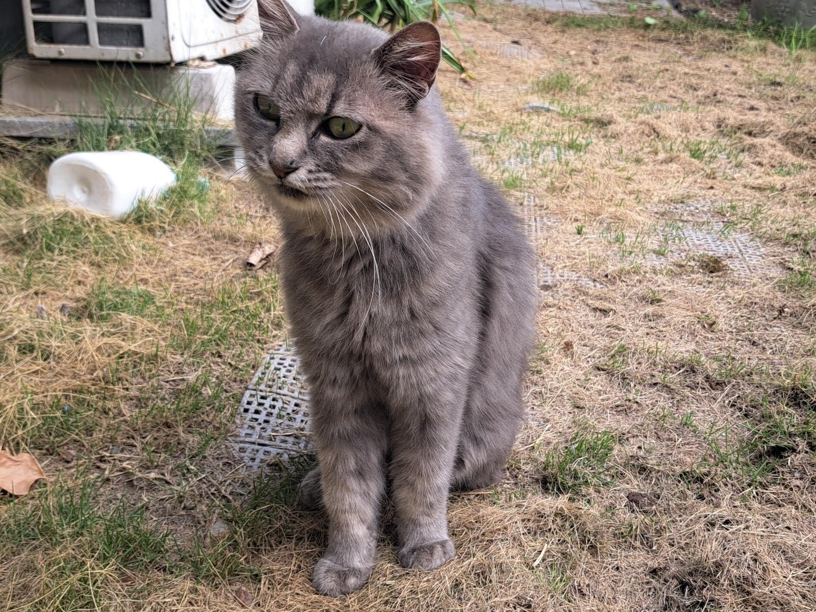 保護された猫 保護された猫