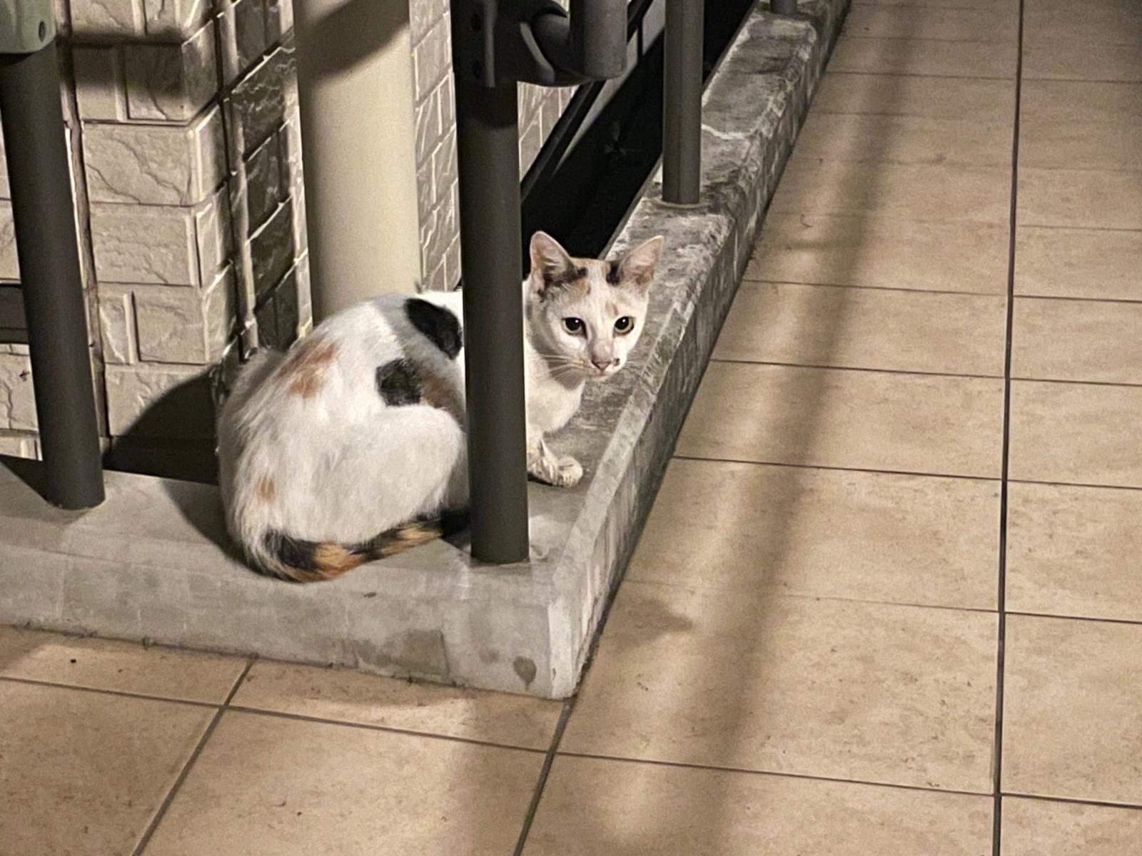 目撃された猫 目撃された猫