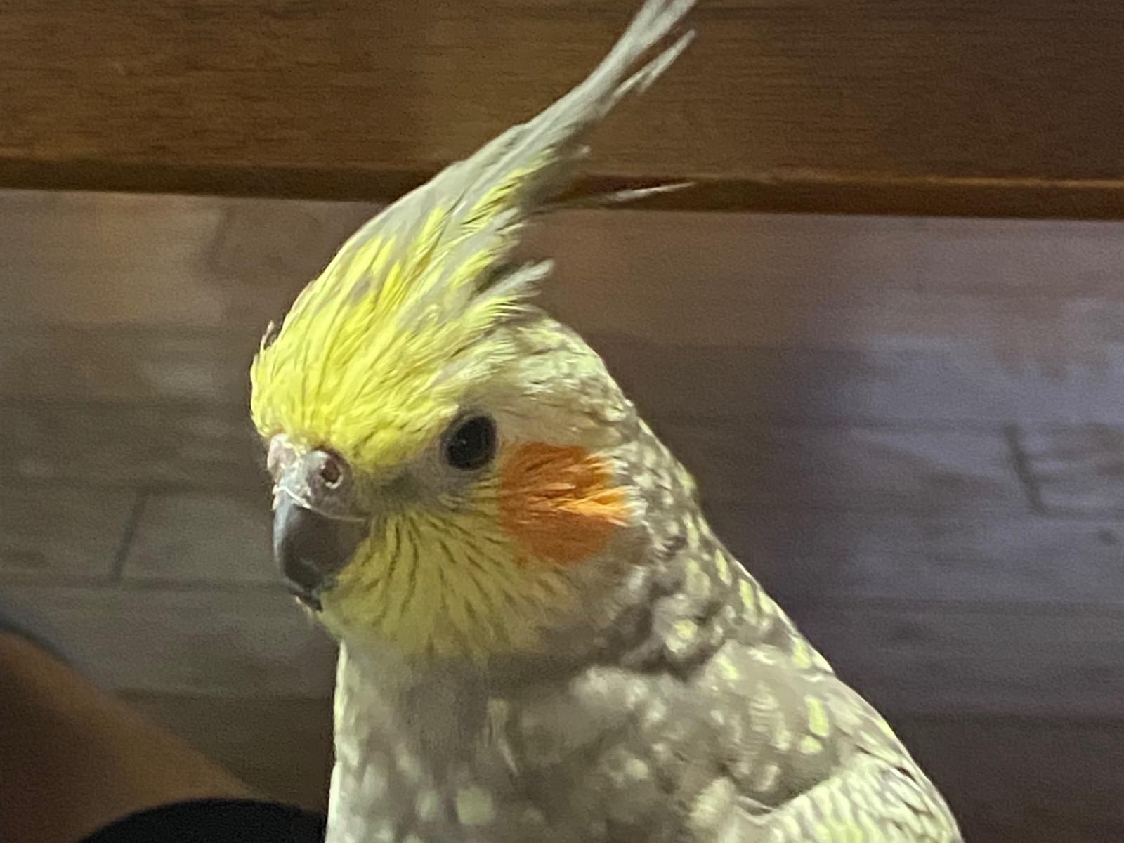 まーるちゃん まーるちゃん
