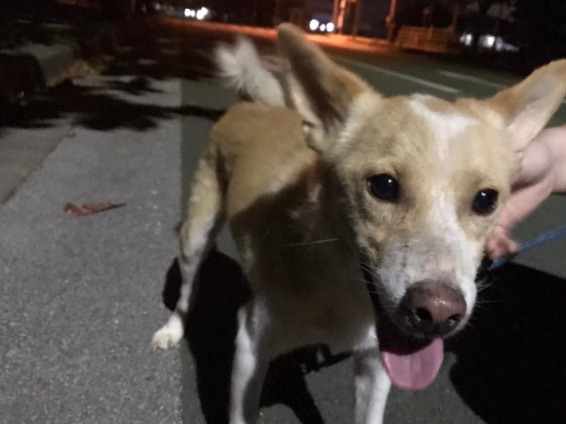 保護された犬 保護された犬