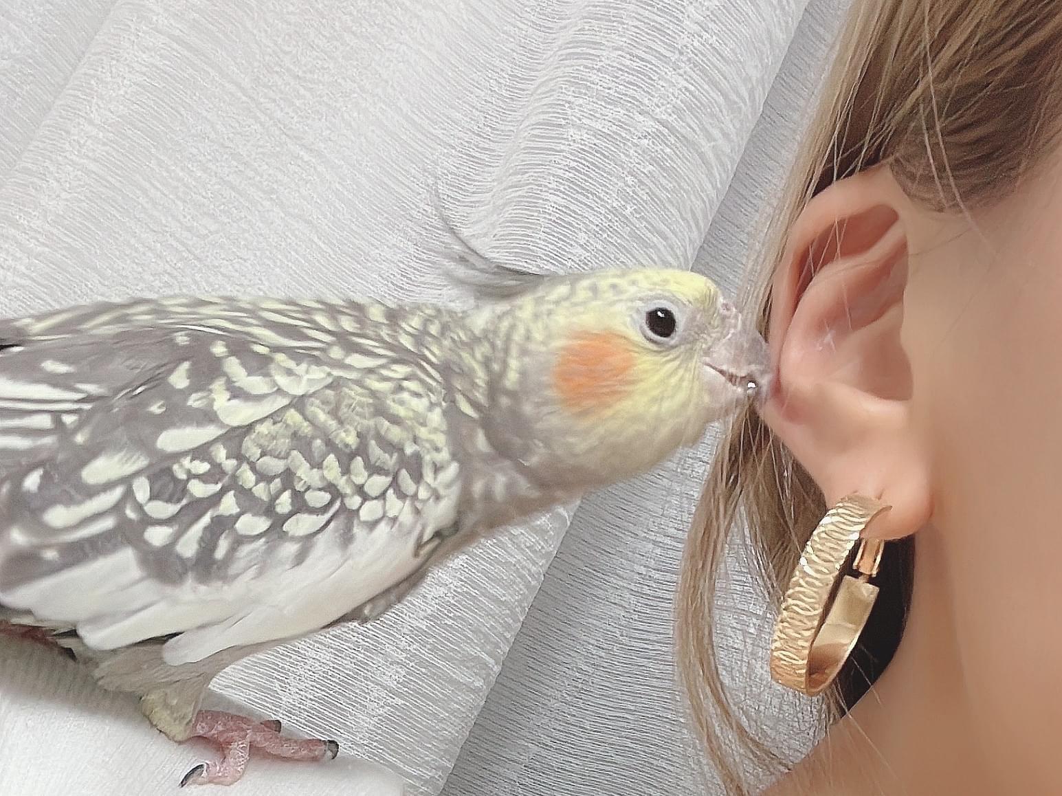 ぽんちゃん ぽんちゃん