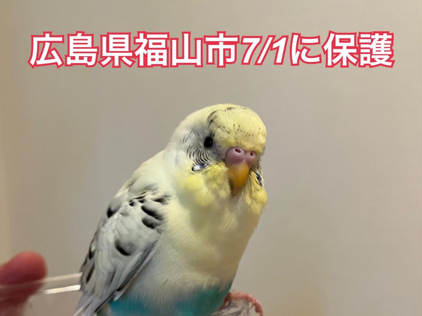 保護された鳥 保護された鳥