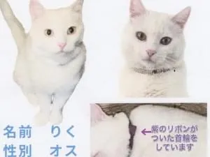 白猫のリクを探しています!紫のリボンがついた首輪をしています