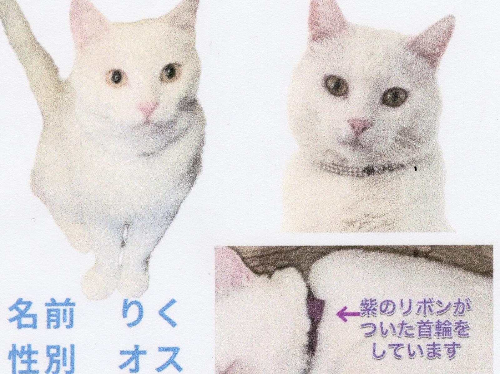 リクちゃん リクちゃん