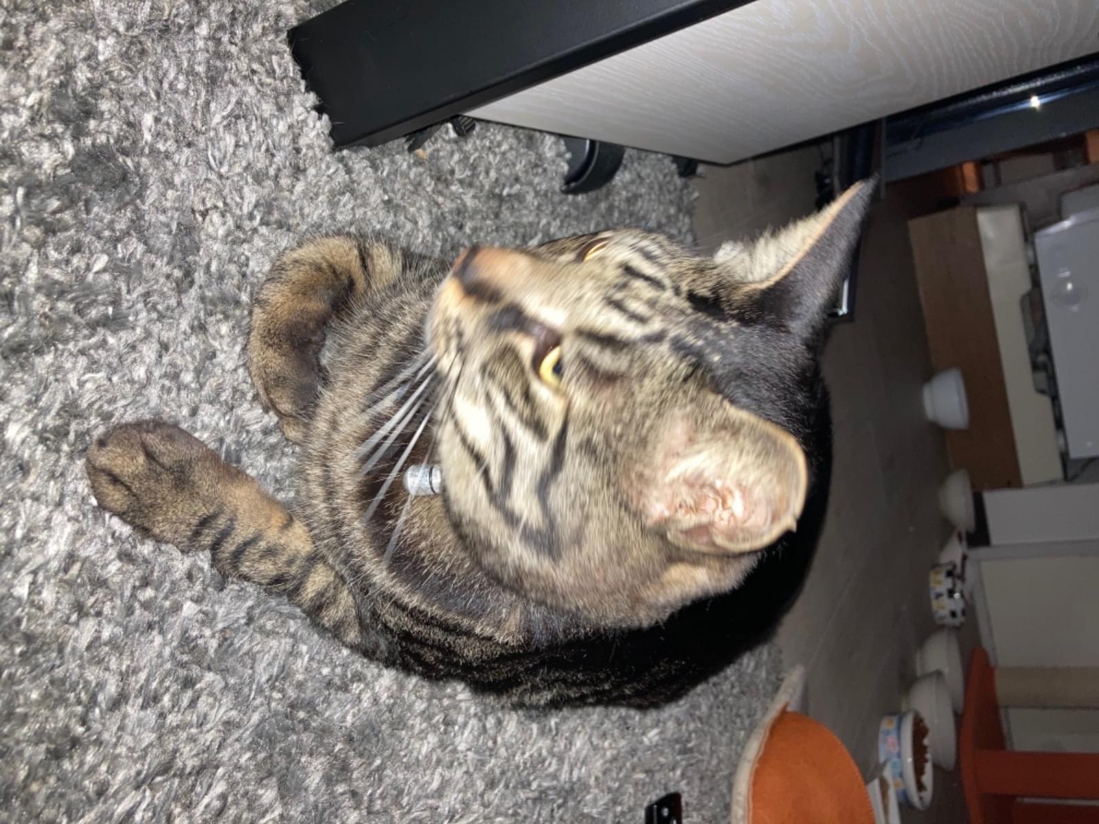 すさのおちゃん すさのおちゃん