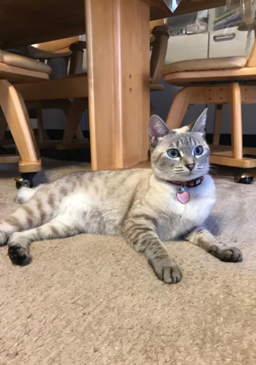 【名入れ無料】 迷い猫)青い目・かぎしっぽ・灰色トラ柄のネコが脱走 ミリタリー