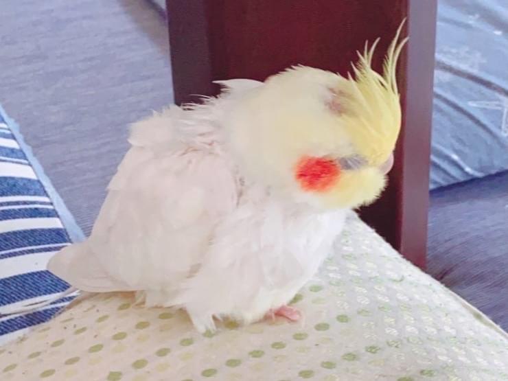 ももちゃん ももちゃん