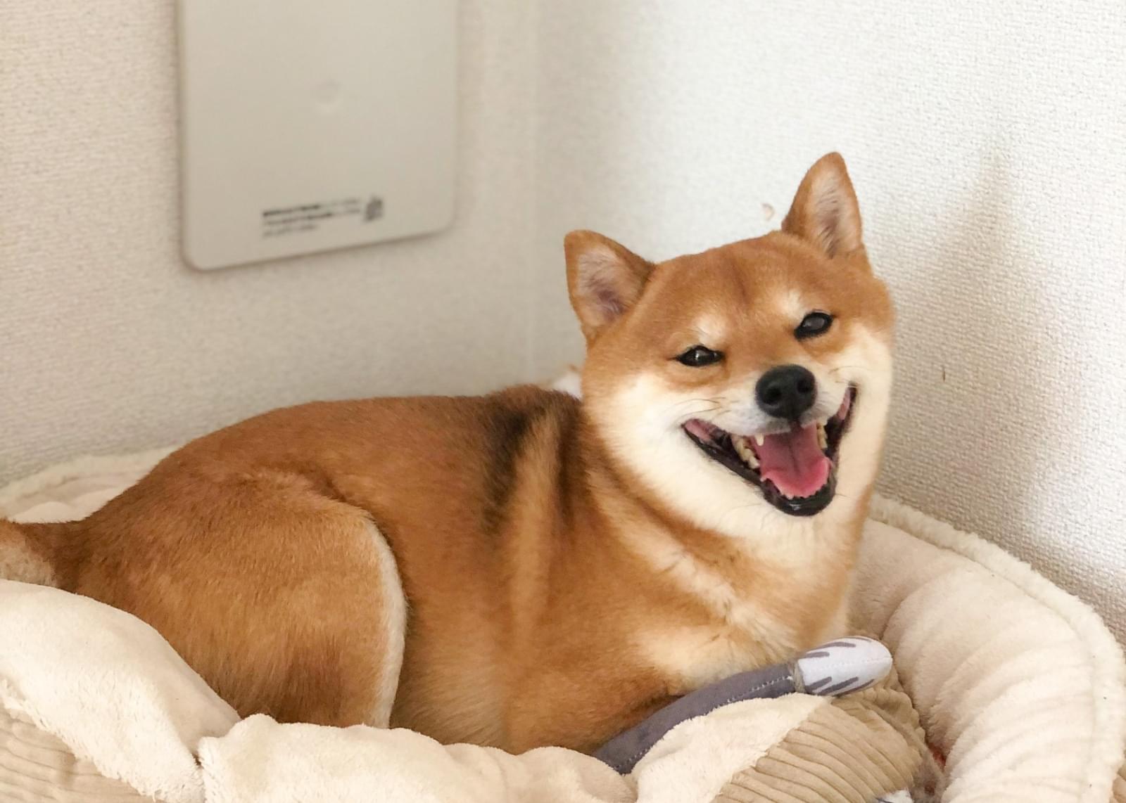 ココドル　柴犬 Amazon.co.jp: Broadwatch ココドル シリーズ 「歌って踊れる豆