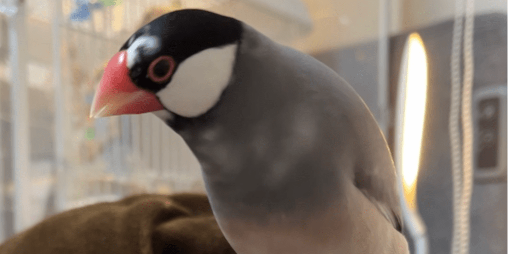 文鳥 41Wn5o4VfAL._UF350,350_QL50_.jpg