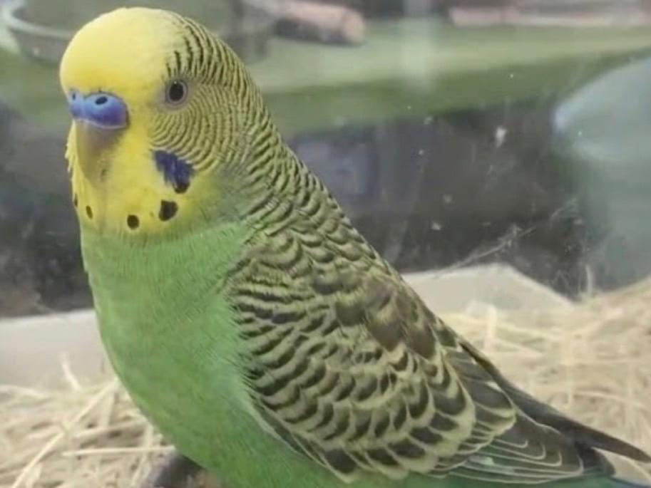 ちびたちゃん