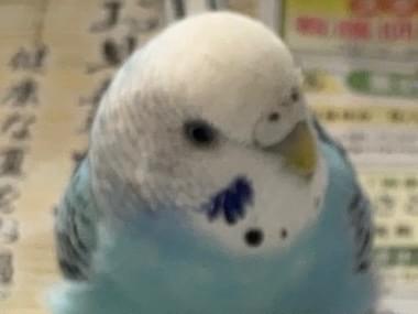 ライちゃん ライちゃん