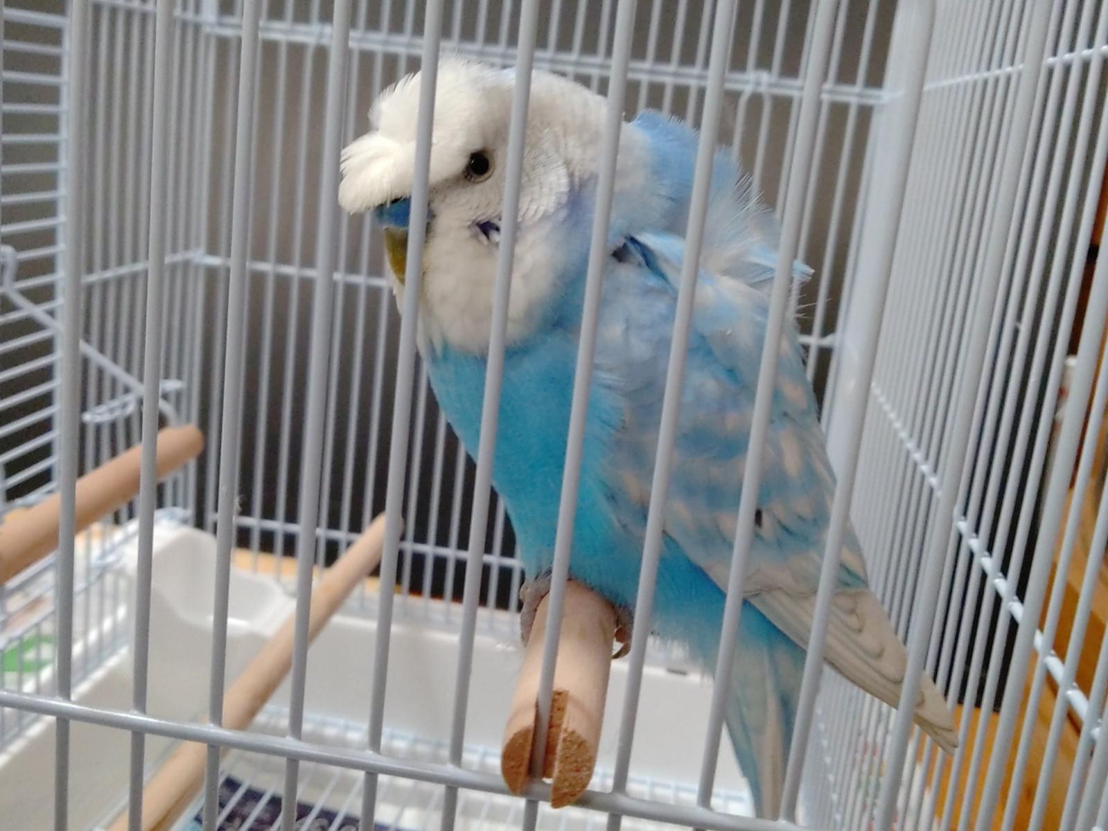 保護された鳥 保護された鳥