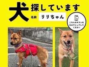広島県東広島市】赤いハーネス⚠️茶色犬迷子⚠️