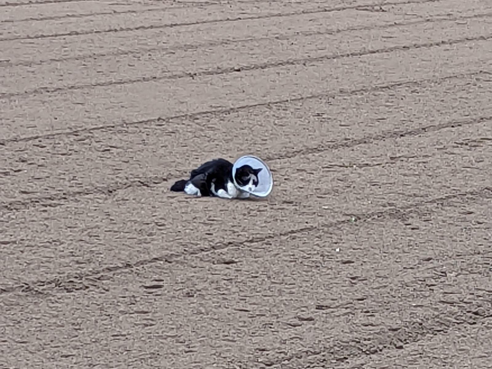 目撃された猫 目撃された猫