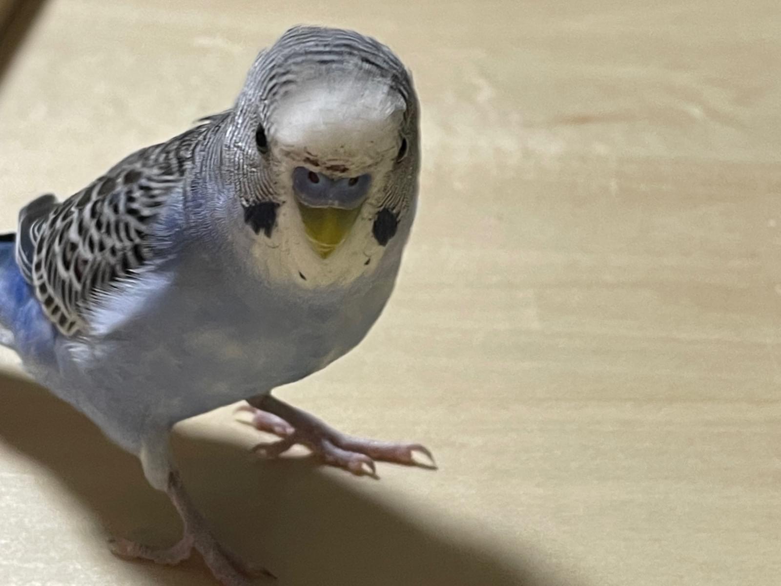 すーちゃん すーちゃん